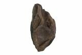 Triceratops Tooth - Montana #93133-1